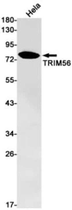TRIM56 Antibody (S02-8A3), Novus Biologicals 100 &mu;g; Unconjugated:Antibodies,