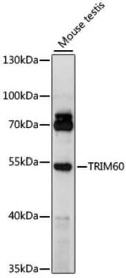 TRIM60 Antibody - Azide and BSA Free, Novus Biologicals:Antibodies:Primary
