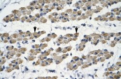 TRIM68 Antibody, Novus Biologicals 100 &mu;L; Unconjugated:Antibodies,