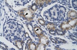 TRIM68 Antibody, Novus Biologicals 100 &mu;L; Unconjugated:Antibodies,