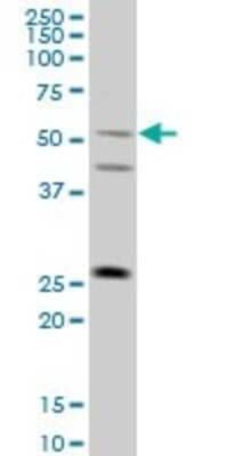 TRIML1 Antibody (4F8), Novus Biologicals 0.1 mg | Buy Online | Novus Biologicals | Fisher Scientific
