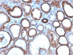 TROP-2 Antibody (TACSTD2/2151), Novus Biologicals 20 &mu;g; Unconjugated:Antibodies,
