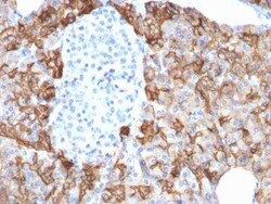 TROP-2 Antibody (TACSTD2/2152), Novus Biologicals 100 &mu;g; Unconjugated:Anticorps,