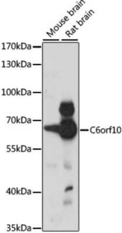 TSBP Antibody - Azide and BSA Free, Novus Biologicals:Anticorps:Anticorps