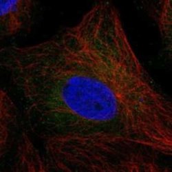 TSC21 Rabbit anti-Human, Polyclonal, Novus Biologicals 25 &mu;g; Unconjugated:Antibodies,