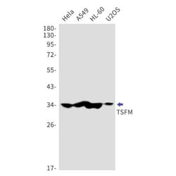 TSFM Antibody (S06-6H3), Novus Biologicals 50 &mu;g; Unconjugated:Antibodies,