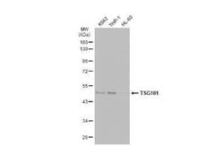 TSG101 Antibody (4A10-RB), Novus Biologicals 100 &mu;g | Buy Online | Novus Biologicals | Fisher Scientific