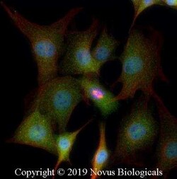 TSG101 Antibody - BSA Free, Novus Biologicals:Antibodies:Primary Antibodies