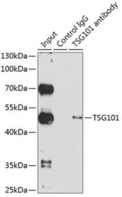 TSG101 Antibody - Azide and BSA Free, Novus Biologicals 0.02 mL; Unconjugated:Anticorps,