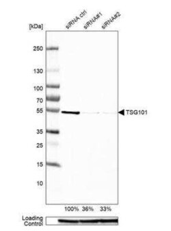 TSG101 Antibody, Novus Biologicals:Antibodies:Primary Antibodies