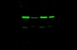 TSG101 Antibody, Novus Biologicals:Antibodies:Primary Antibodies