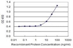 TSKS Antibody (2E9), Novus Biologicals 0.1 mg; Unconjugated:Antibodies,