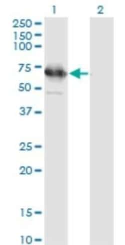 TSKS Antibody (2E9), Novus Biologicals 0.1 mg; Unconjugated:Antibodies,