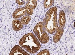 TSPAN1 Rabbit anti-Human, Clone: 10, Novus Biologicals 100 &mu;g; Unconjugated:Antibodies,