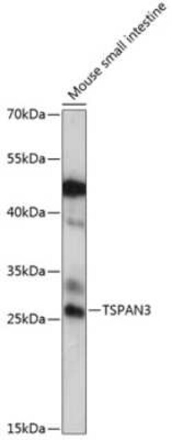 TSPAN3 Antibody - Azide and BSA Free, Novus Biologicals 0.02 mL; Unconjugated:Antibodies,