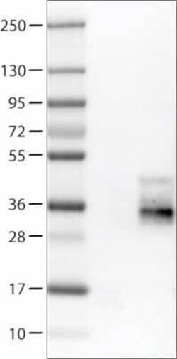 TSPAN7/TM4SF2 Antibody (CL0262), Novus Biologicals 25 &mu;L, Unconjugated:Antibodies,