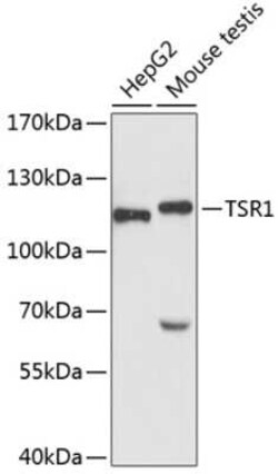 TSR1 Antibody - Azide and BSA Free, Novus Biologicals:Antibodies:Primary