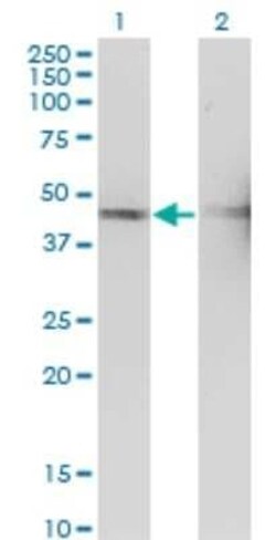 TSSC1 Antibody (2H5), Novus Biologicals 0.1 mg | Buy Online | Novus Biologicals | Fisher Scientific