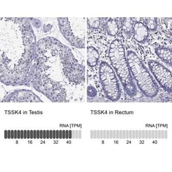 TSSK4 Antibody, Novus Biologicals:Antibodies:Primary Antibodies