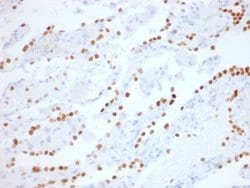TTF-1/ NKX2-1 Antibody (NX2.1/1855R) - Azide and BSA Free, Novus Biologicals 100 &mu;g | Buy Online | Novus Biologicals | Fisher Scientific