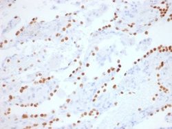 TTF-1 / NKX2-1 Rabbit anti-Human, Mouse, Rat, Clone: NX2.1/1855R, Novus