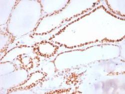 TTF-1 / NKX2-1 Rabbit anti-Human, Mouse, Rat, Clone: NX2.1/1855R, Novus