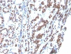 TTF-1 / NKX2-1 Mouse anti-Human, Mouse, Rat, Clone: rNX2.1/690, Novus Biologicals:Antibodies:Primary