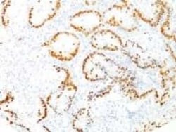 TTF-1/ NKX2-1 Antibody (8G7G3/1), Novus Biologicals:Antibodies:Primary