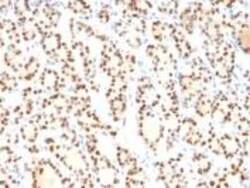TTF-1/ NKX2-1 Antibody (8G7G3/1), Novus Biologicals:Antibodies:Primary