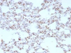TTF-1/ NKX2-1 Antibody (NX2.1/690), Novus Biologicals:Antibodies:Primary