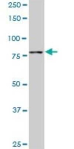 TTF2 Antibody (1E8), Novus Biologicals 0.1 mg | Buy Online | Novus Biologicals | Fisher Scientific