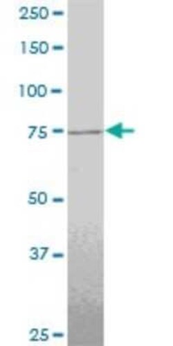 TTF2 Antibody (1E8), Novus Biologicals 0.1 mg | Buy Online | Novus Biologicals | Fisher Scientific