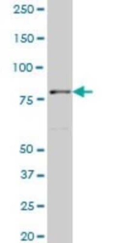 TTF2 Antibody (1E8), Novus Biologicals 0.1 mg | Buy Online | Novus Biologicals | Fisher Scientific