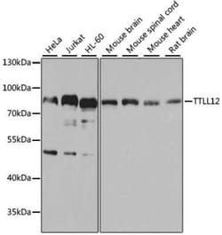 TTLL12 Antibody - BSA Free, Novus Biologicals 0.1 mL; Unconjugated:Antibodies,