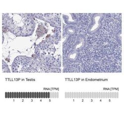 TTLL13 Antibody, Novus Biologicals:Antibodies:Primary Antibodies