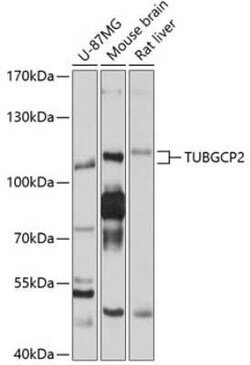 TUBGCP2 Antibody - BSA Free, Novus Biologicals:Antibodies:Primary Antibodies
