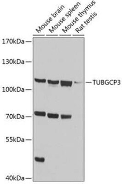 TUBGCP3 Antibody - BSA Free, Novus Biologicals 0.02 mL, Unconjugated:Antibodies,