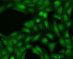 TUG Antibody, Novus Biologicals 100 &mu;g; Unconjugated:Antibodies, Polyclonal