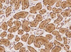 TUG Antibody, Novus Biologicals 100 &mu;g; Unconjugated:Antibodies, Polyclonal