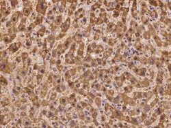 TUG Antibody, Novus Biologicals 100 &mu;g; Unconjugated:Antibodies, Polyclonal
