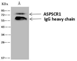 TUG Antibody, Novus Biologicals 100 &mu;g; Unconjugated:Antibodies, Polyclonal