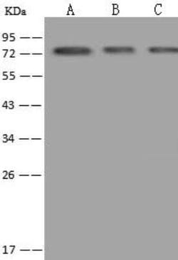 TUG Antibody, Novus Biologicals 100 &mu;g; Unconjugated:Antibodies, Polyclonal
