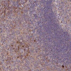 TWEAK/TNFSF12 Antibody, Novus Biologicals:Antibodies:Primary Antibodies