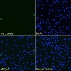 TWEAK/TNFSF12 Antibody (MTW-1) - Chimeric - Azide and BSA Free, Novus Biologicals