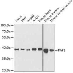 TWF2 Antibody - BSA Free, Novus Biologicals:Antibodies:Primary Antibodies