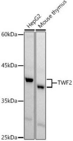 TWF2 Antibody - Azide and BSA Free, Novus Biologicals:Antibodies:Primary