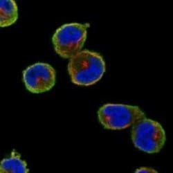 TXNDC3 Rabbit anti-Human, Polyclonal, Novus Biologicals 100 &mu;g | Buy Online | Bio-Techne | Fisher Scientific