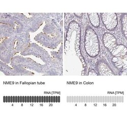 TXNDC6 Antibody, Novus Biologicals 25 &mu;L, Unconjugated:Antibodies, Polyclonal