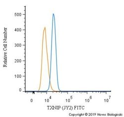 TXNIP Antibody (JY2) - Azide and BSA Free, Novus Biologicals 0.1 mg; Unconjugated:Antibodies,