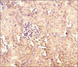 TXNIP Antibody (JY2) - Azide and BSA Free, Novus Biologicals 0.1 mg; Unconjugated:Antibodies,